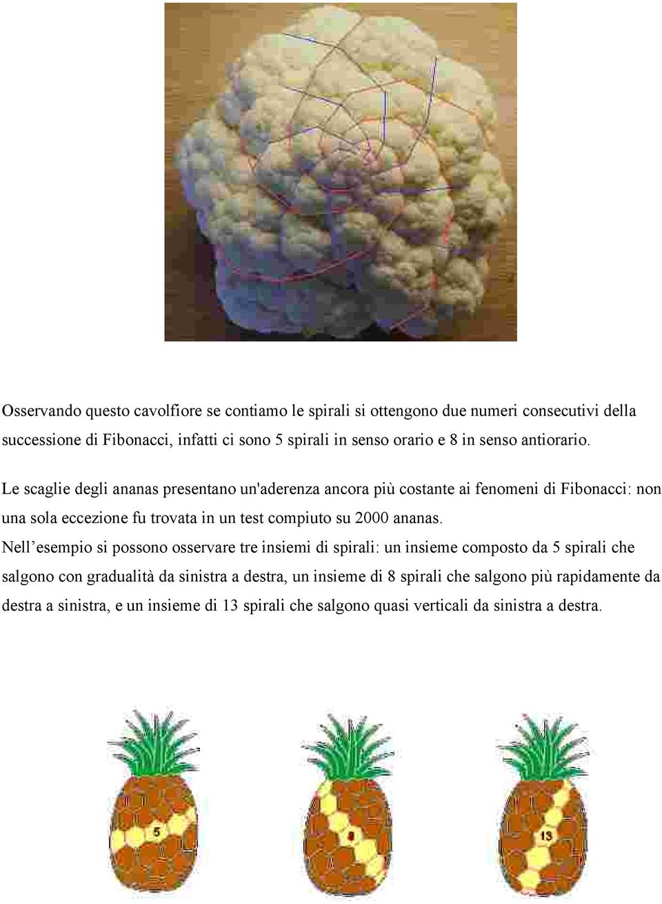 Le scaglie degli ananas presentano un'aderenza ancora più costante ai fenomeni di Fibonacci: non una sola eccezione fu trovata in un test compiuto su 2000