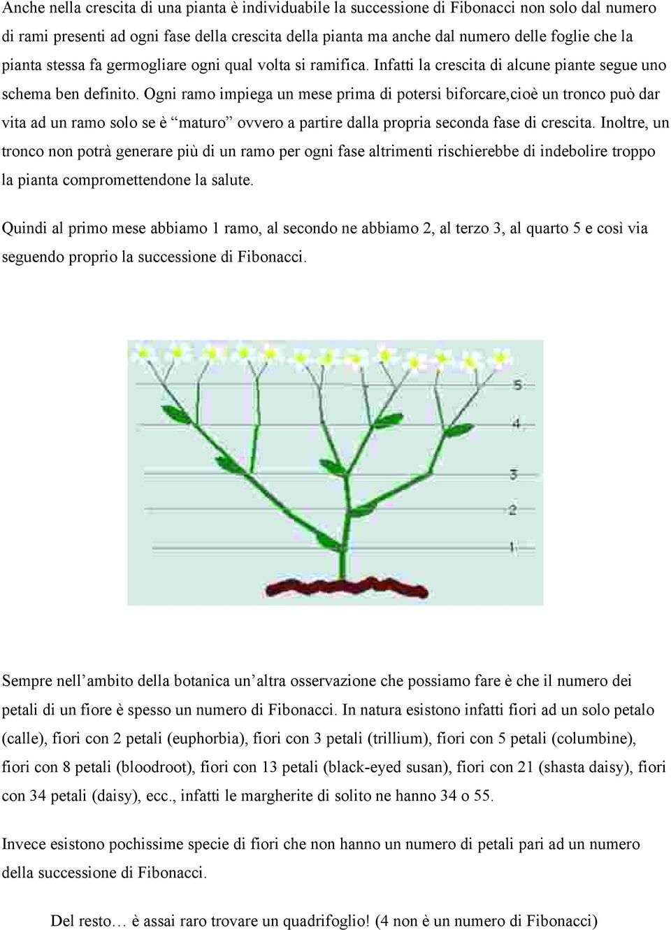 Ogni ramo impiega un mese prima di potersi biforcare,cioè un tronco può dar vita ad un ramo solo se è maturo ovvero a partire dalla propria seconda fase di crescita.