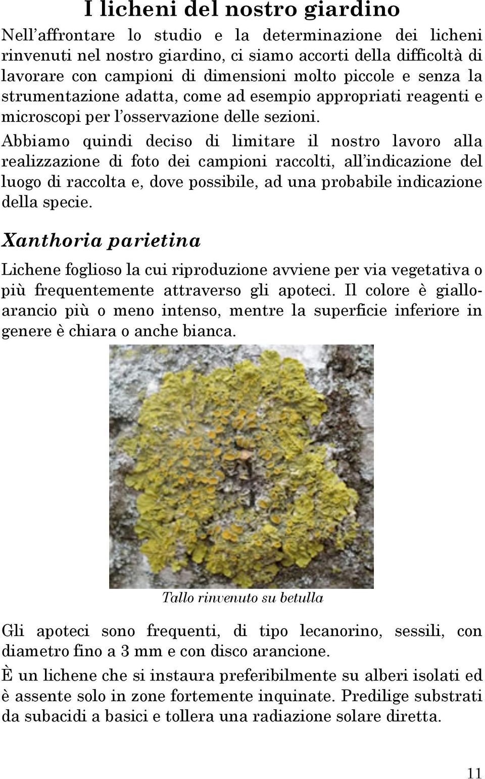 Abbiamo quindi deciso di limitare il nostro lavoro alla realizzazione di foto dei campioni raccolti, all indicazione del luogo di raccolta e, dove possibile, ad una probabile indicazione della specie.