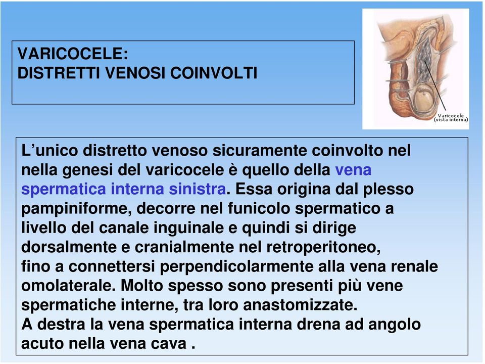 Essa origina dal plesso pampiniforme, decorre nel funicolo spermatico a livello del canale inguinale e quindi si dirige dorsalmente e