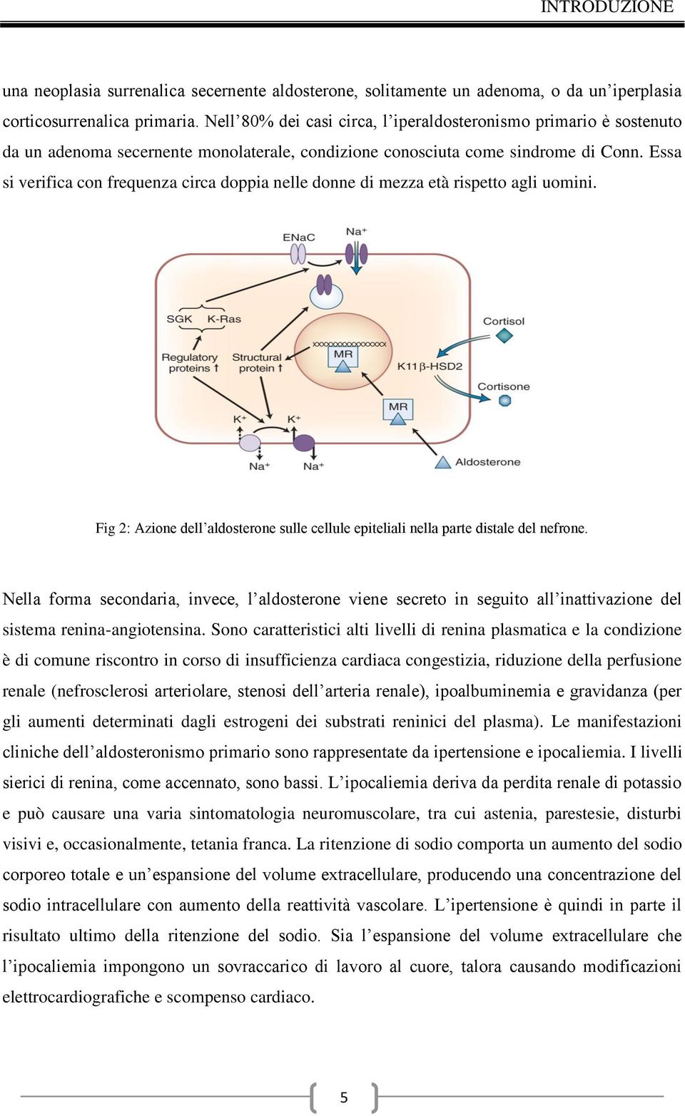 Essa si verifica con frequenza circa doppia nelle donne di mezza età rispetto agli uomini. Fig 2: Azione dell aldosterone sulle cellule epiteliali nella parte distale del nefrone.