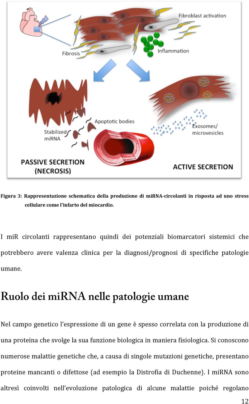 Ruolo dei mirna nelle patologie umane Nel campo genetico l espressione di un gene è spesso correlata con la produzione di una proteina che svolge la sua funzione biologica in maniera