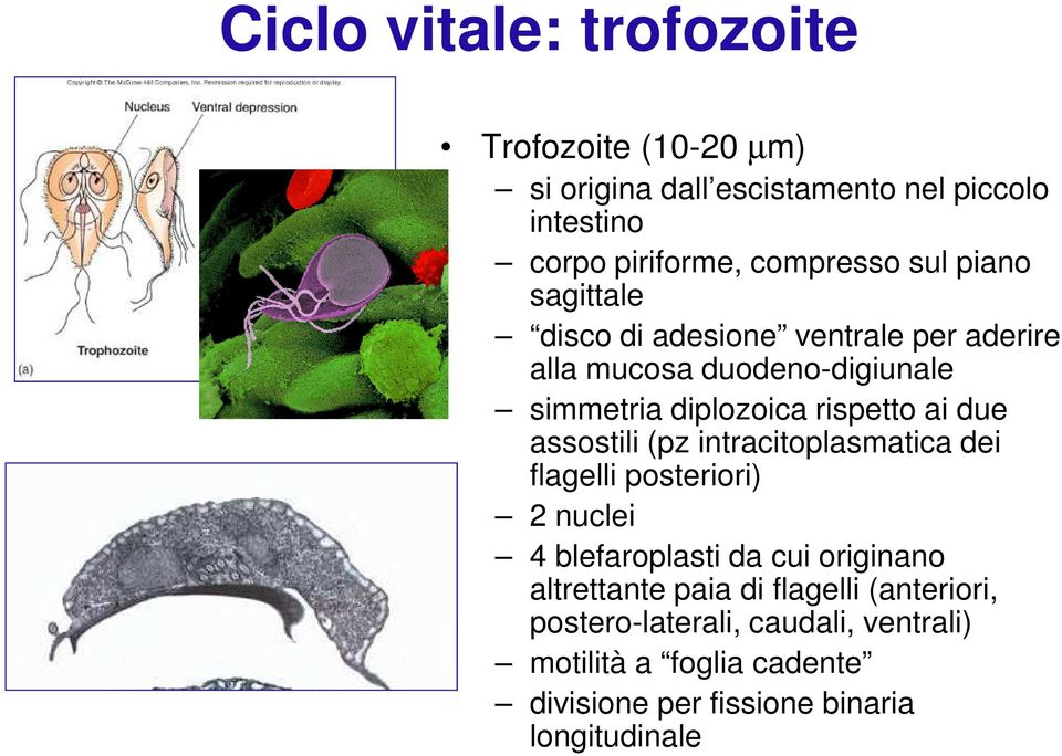 due assostili (pz intracitoplasmatica dei flagelli posteriori) 2 nuclei 4 blefaroplasti da cui originano altrettante paia di