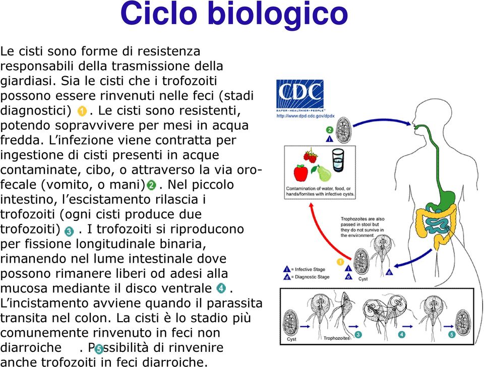 L infezione viene contratta per ingestione di cisti presenti in acque contaminate, cibo, o attraverso la via oro- fecale (vomito, o mani).