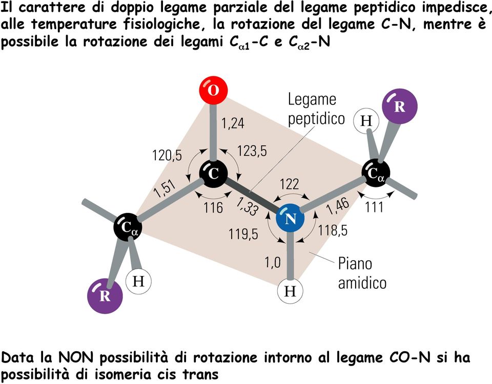 possibile la rotazione dei legami C α1 -C e C α2 -N Data la NON