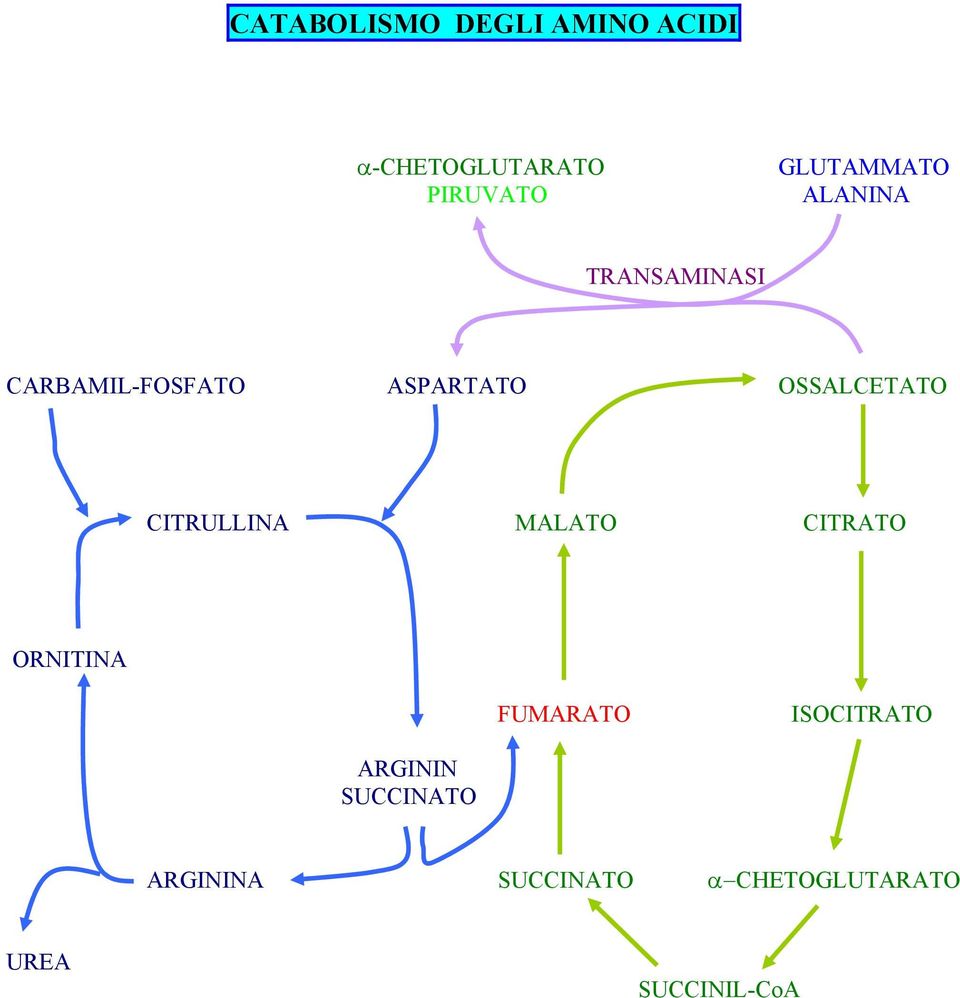 OSSALCETATO CITRULLINA MALATO CITRATO ORNITINA FUMARATO