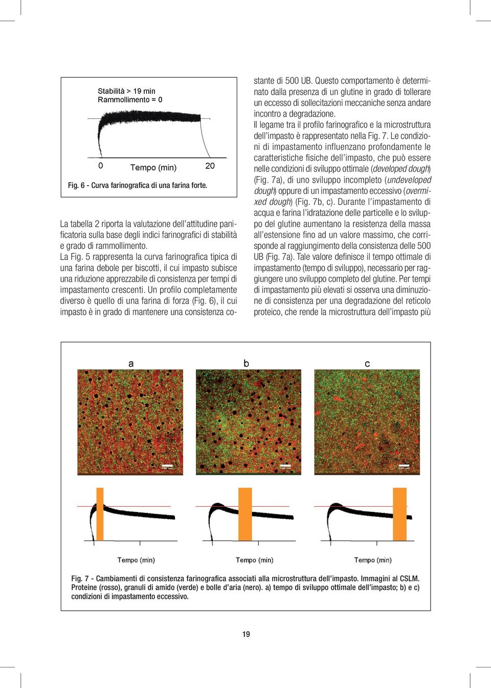 Le condizioni di impastamento influenzano profondamente le caratteristiche fisiche dell impasto, che può essere nelle condizioni di sviluppo ottimale (developed dough) (Fig.