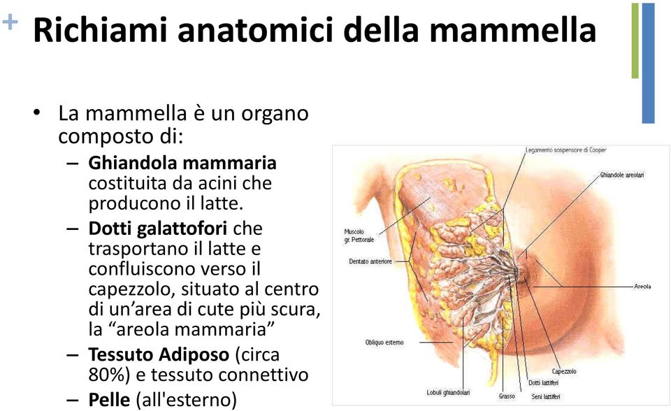 Dotti galattofori che trasportano il latte e confluiscono verso il capezzolo, situato