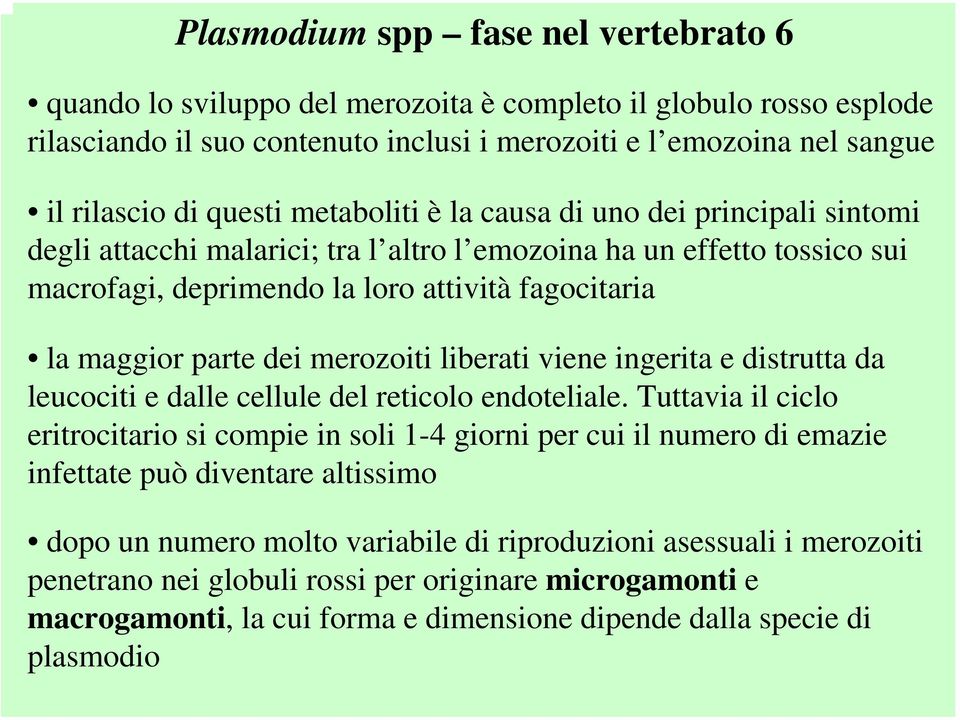 parte dei merozoiti liberati viene ingerita e distrutta da leucociti e dalle cellule del reticolo endoteliale.