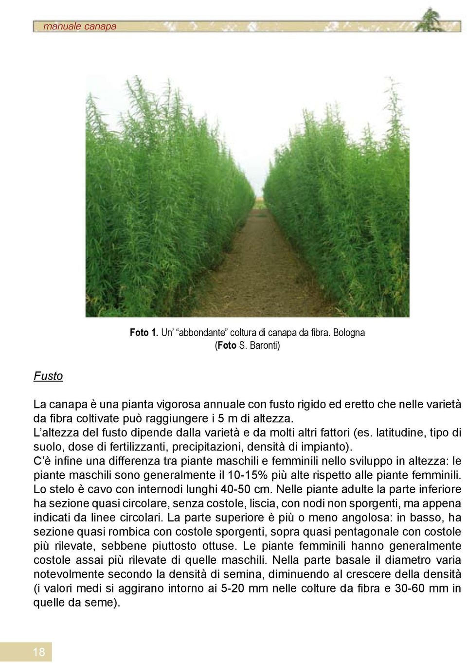 L altezza del fusto dipende dalla varietà e da molti altri fattori (es. latitudine, tipo di suolo, dose di fertilizzanti, precipitazioni, densità di impianto).