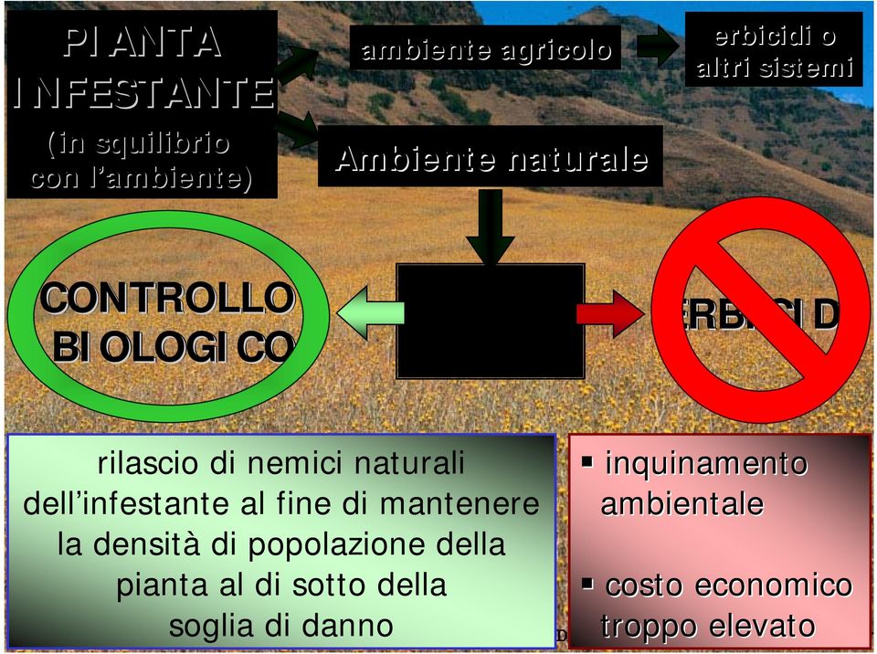 nemici naturali dell infestante al fine di mantenere la densità di popolazione della