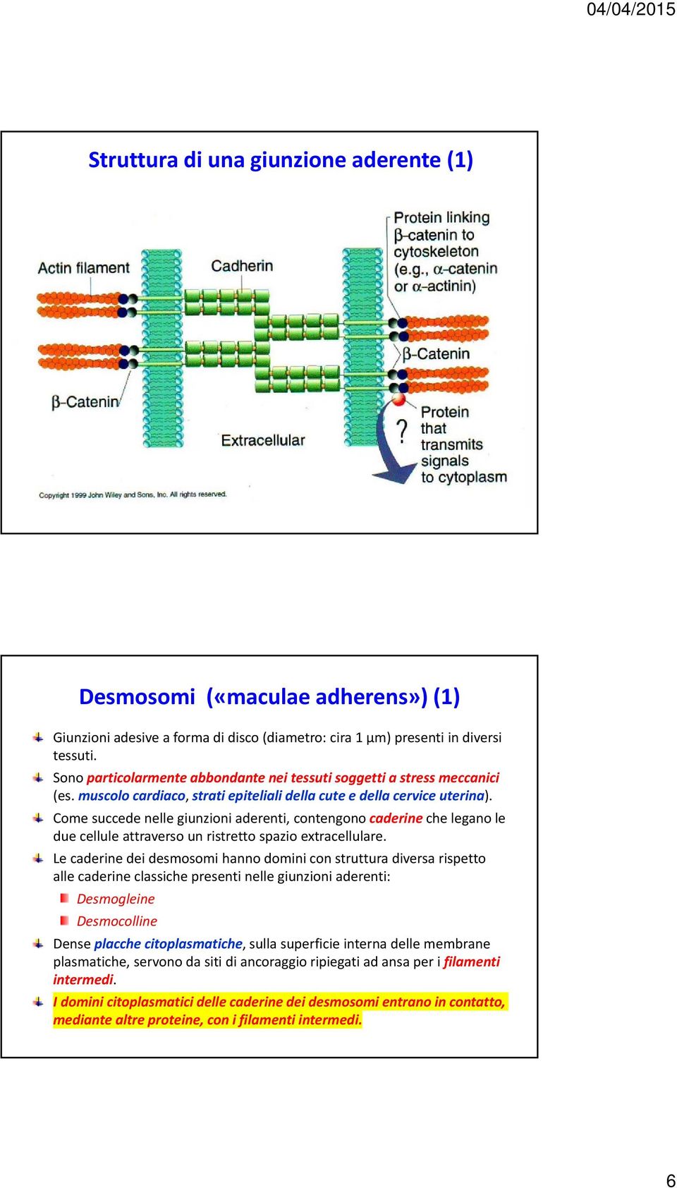 Come succede nelle giunzioni aderenti, contengono caderine che legano le due cellule attraverso un ristretto spazio extracellulare.