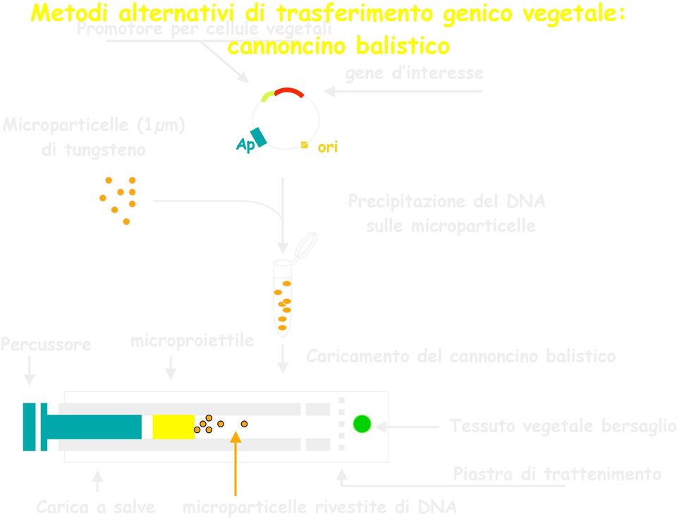 m) di tungsteno Ap ori Precipitazione del DNA sulle microparticelle Percussore