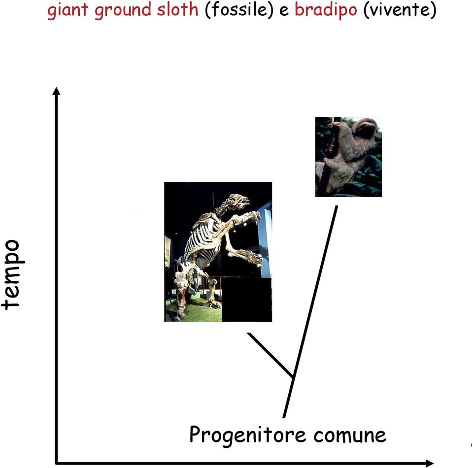 tempo Gliptodonte Progenitore