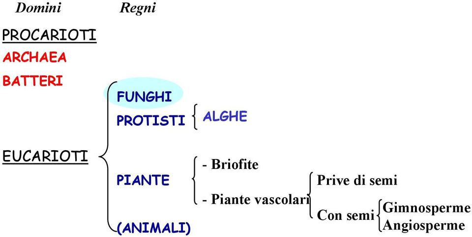 (ANIMALI) -Briofite - Piante vascolari