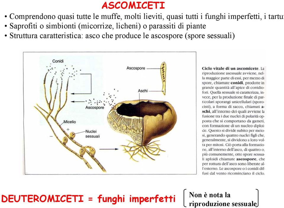 parassiti di piante Struttura caratteristica: asco che produce le ascospore