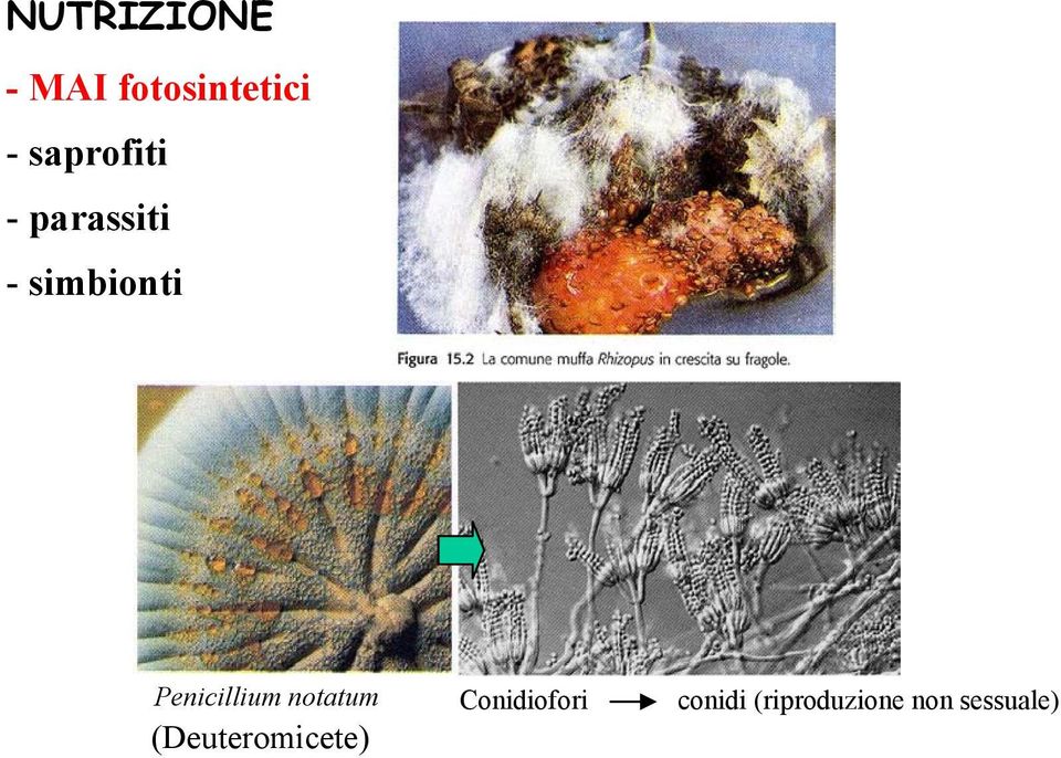 Penicillium notatum Conidiofori