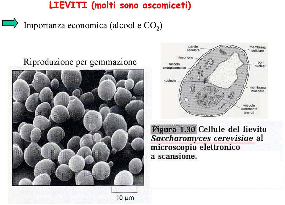 economica (alcool e CO 2