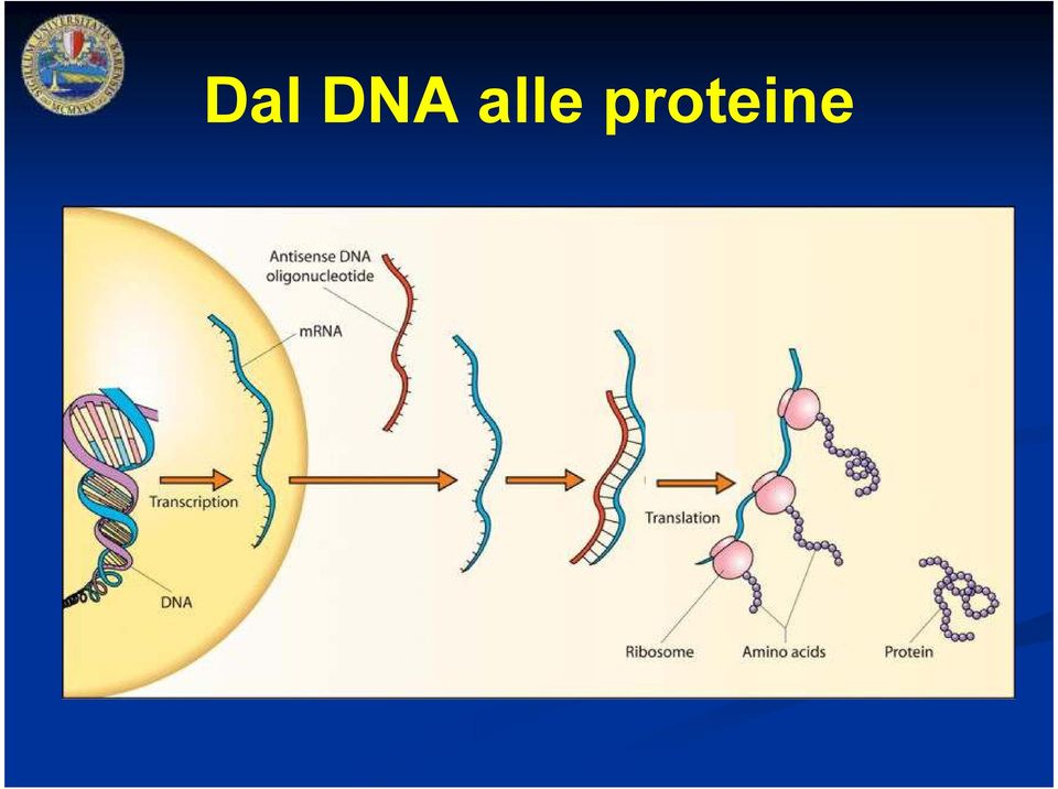 proteine