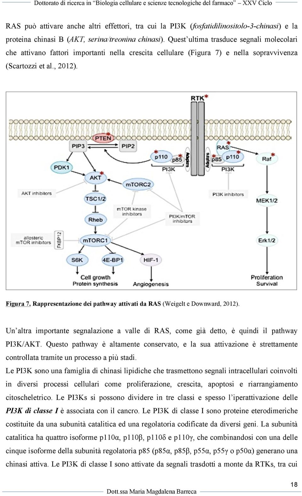 Rappresentazione dei pathway attivati da RAS (Weigelt e Downward, 2012). Un altra importante segnalazione a valle di RAS, come già detto, è quindi il pathway PI3K/AKT.