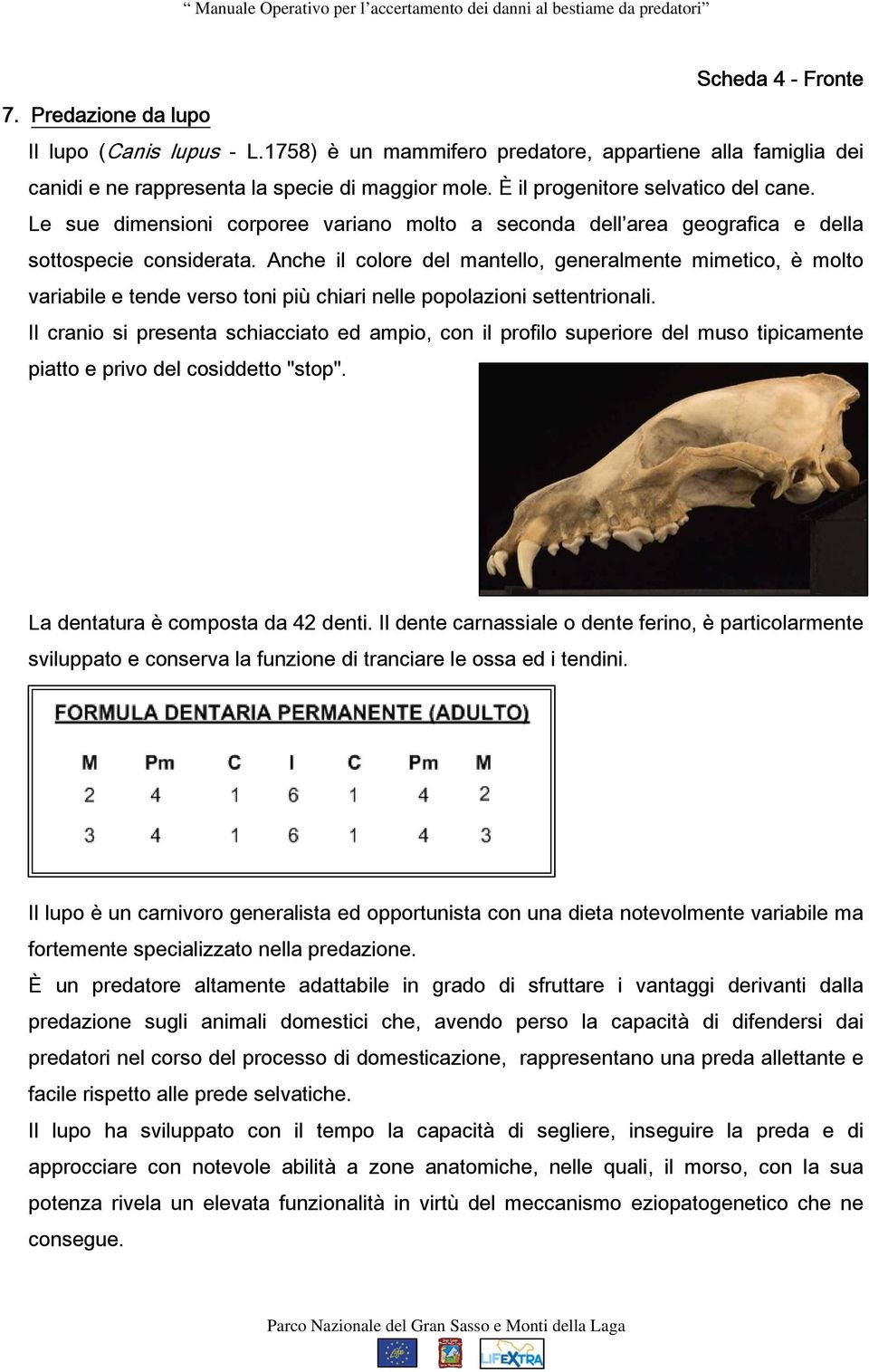 Anche il colore del mantello, generalmente mimetico, è molto variabile e tende verso toni più chiari nelle popolazioni settentrionali.