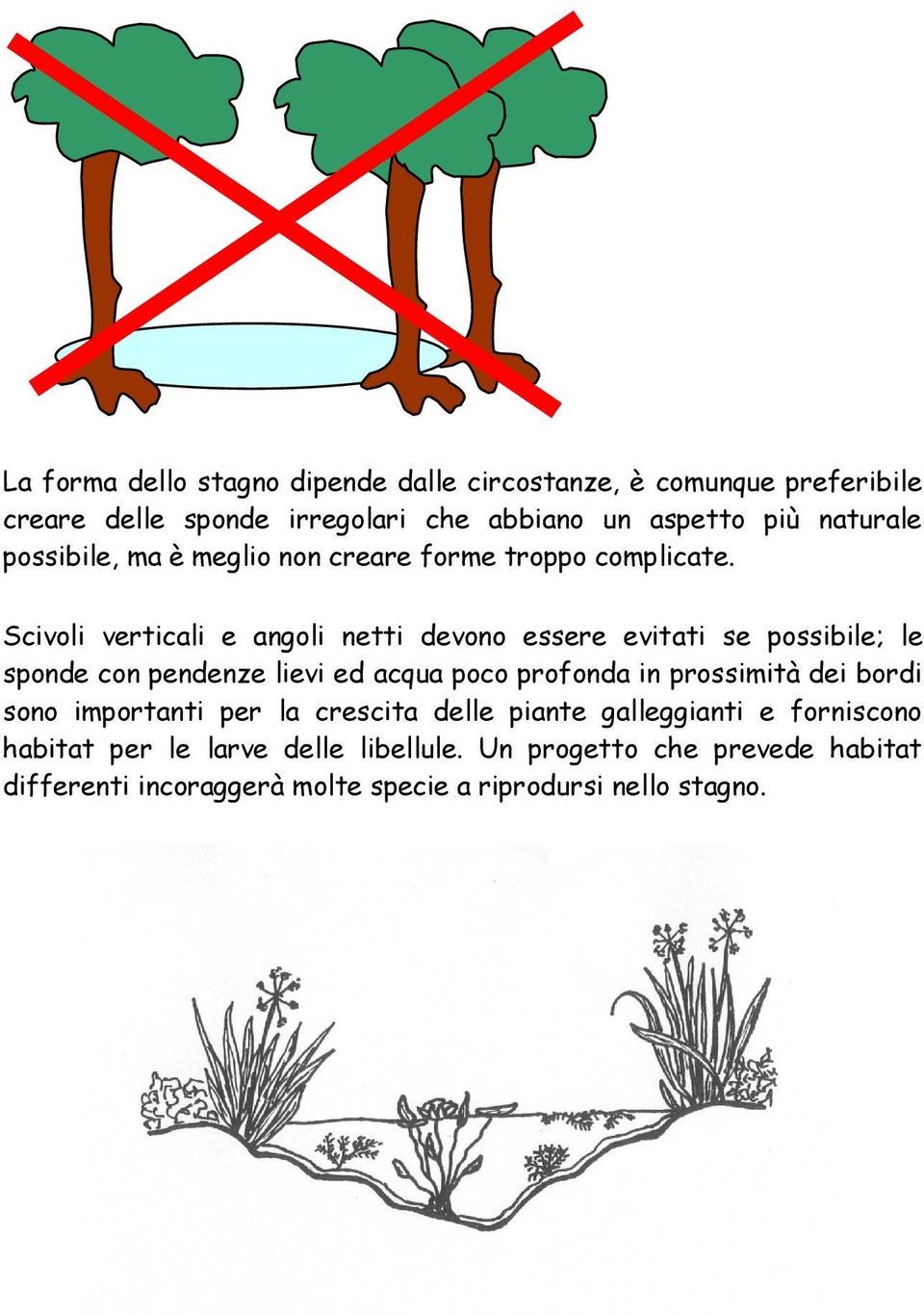 Scivoli verticali e angoli netti devono essere evitati se possibile; le sponde con pendenze lievi ed acqua poco profonda in prossimità