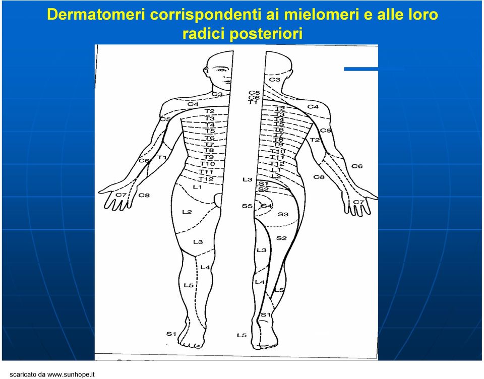 mielomeri e alle