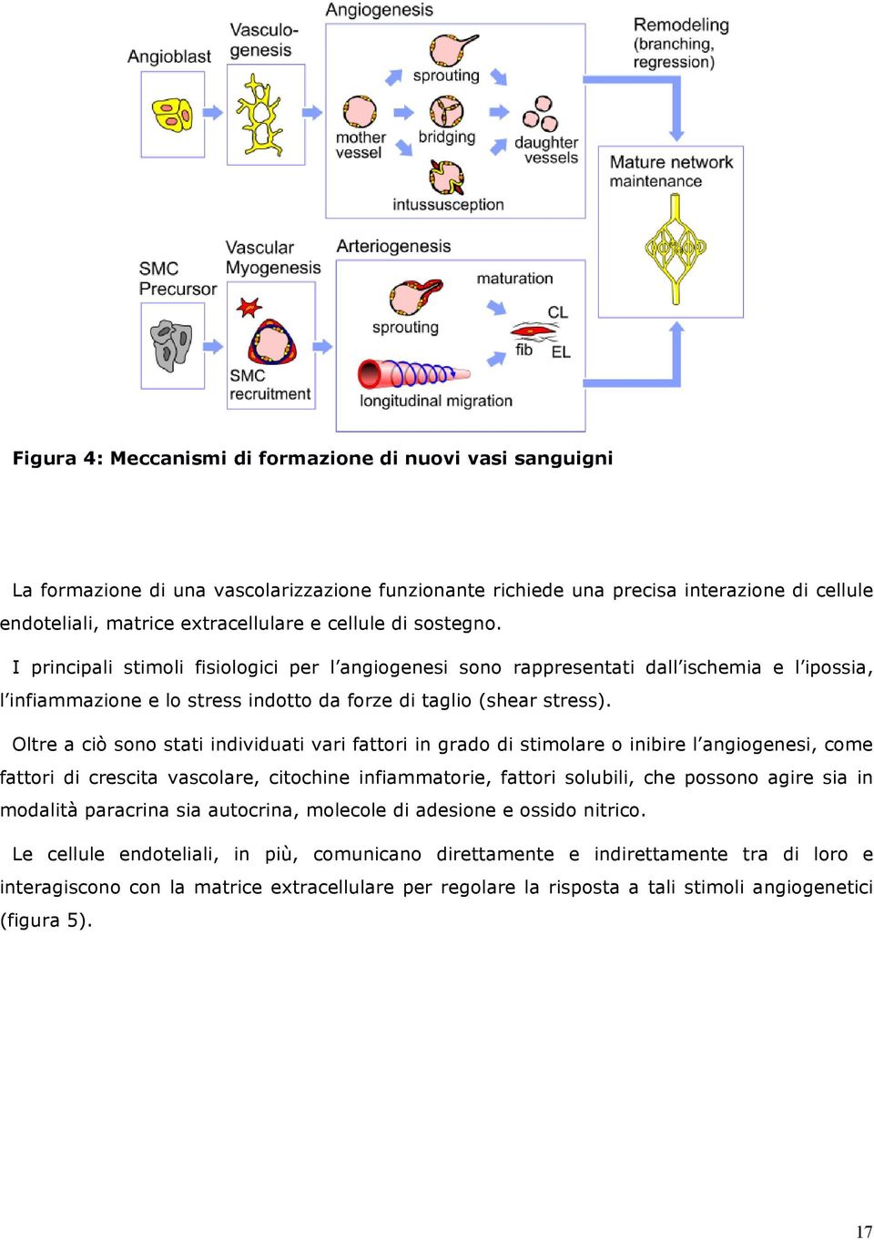 Oltre a ciò sono stati individuati vari fattori in grado di stimolare o inibire l angiogenesi, come fattori di crescita vascolare, citochine infiammatorie, fattori solubili, che possono agire sia in