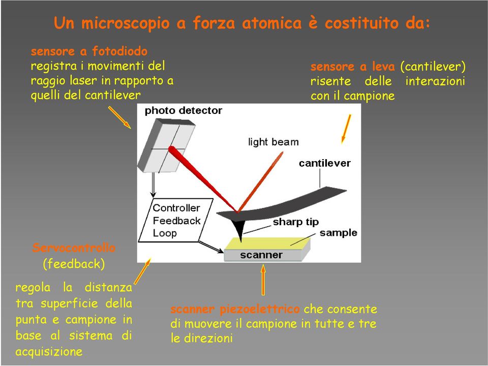 campione Servocontrollo (feedback) regola la distanza tra superficie della punta e campione in base al