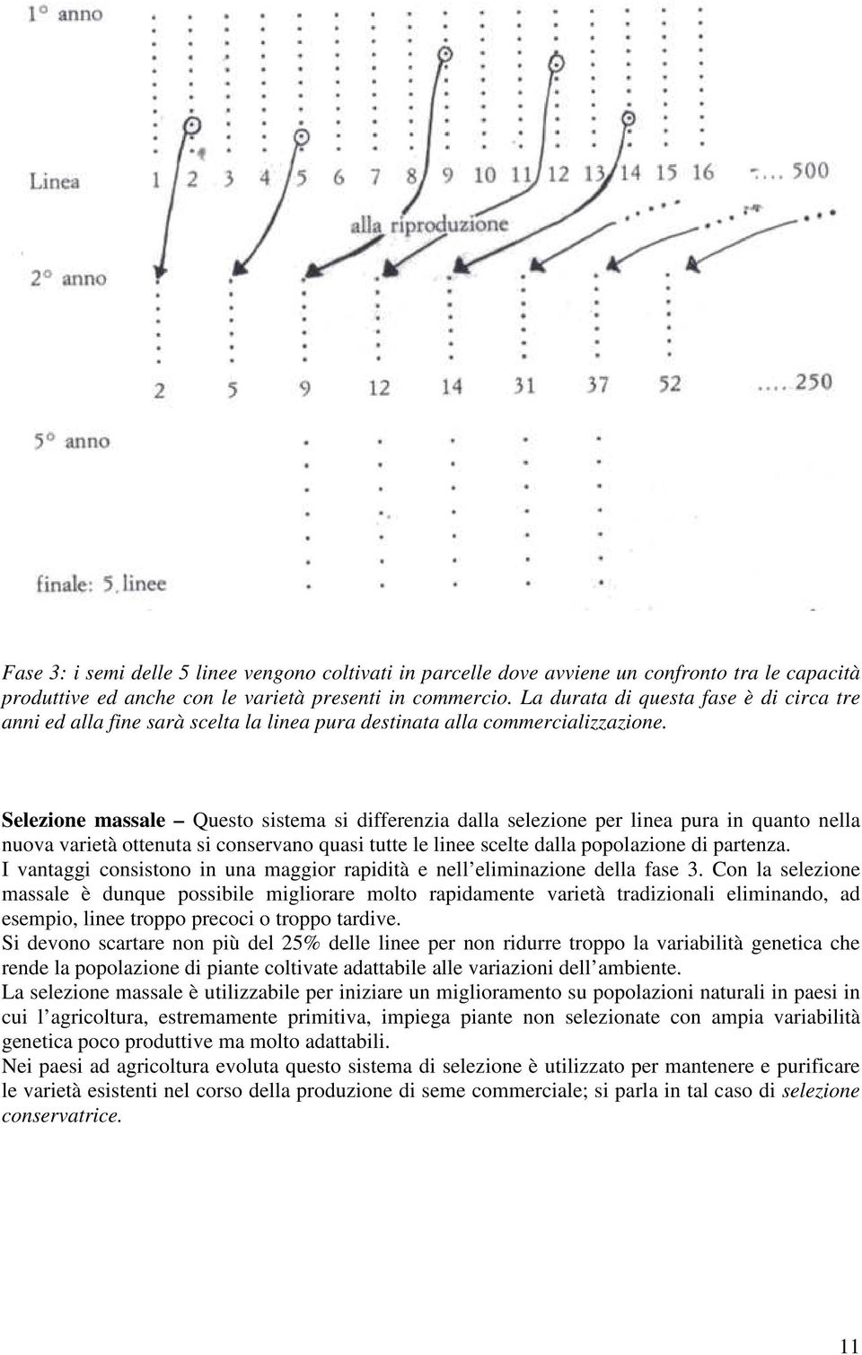 Selezione massale Questo sistema si differenzia dalla selezione per linea pura in quanto nella nuova varietà ottenuta si conservano quasi tutte le linee scelte dalla popolazione di partenza.