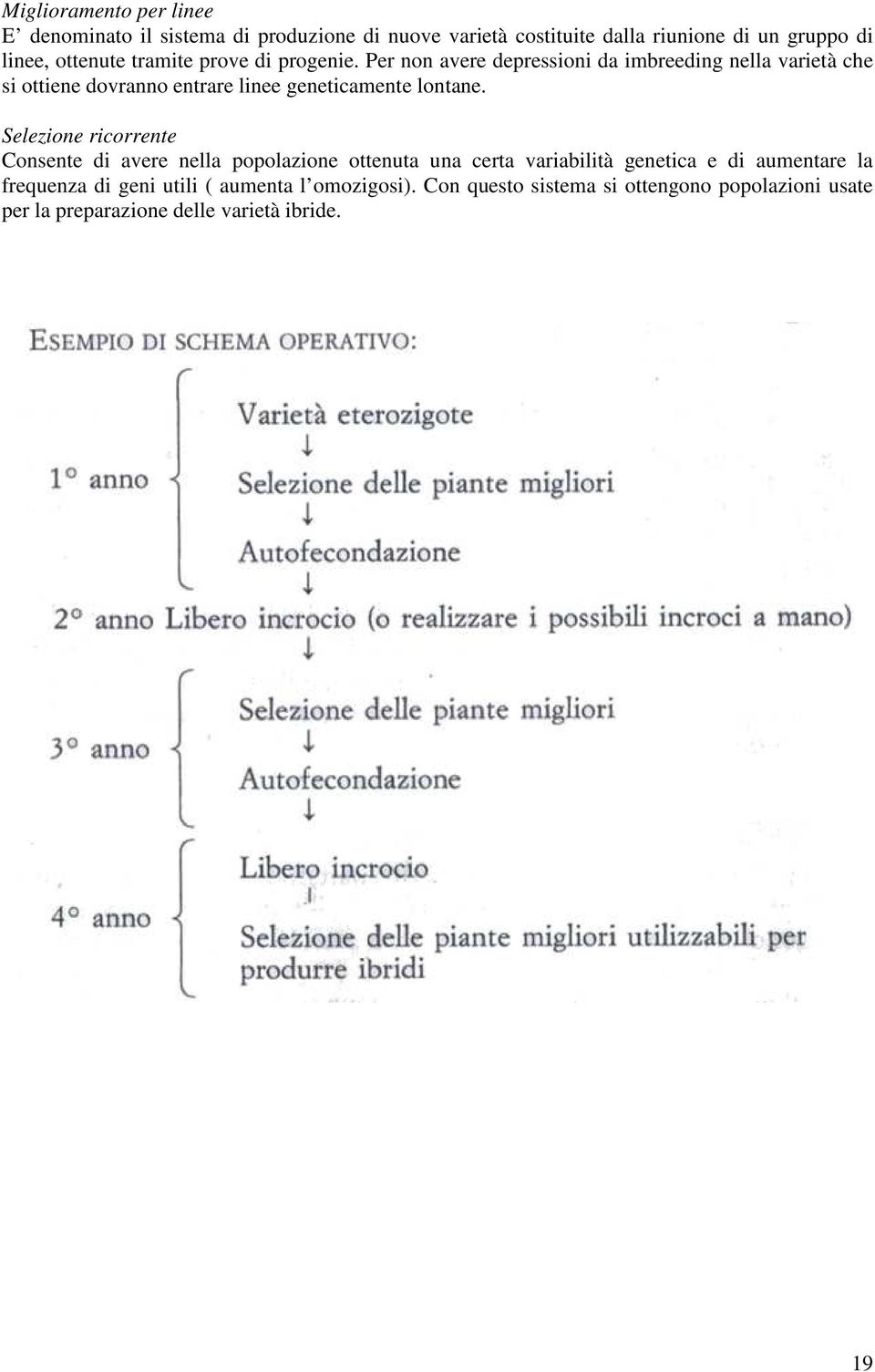 Per non avere depressioni da imbreeding nella varietà che si ottiene dovranno entrare linee geneticamente lontane.