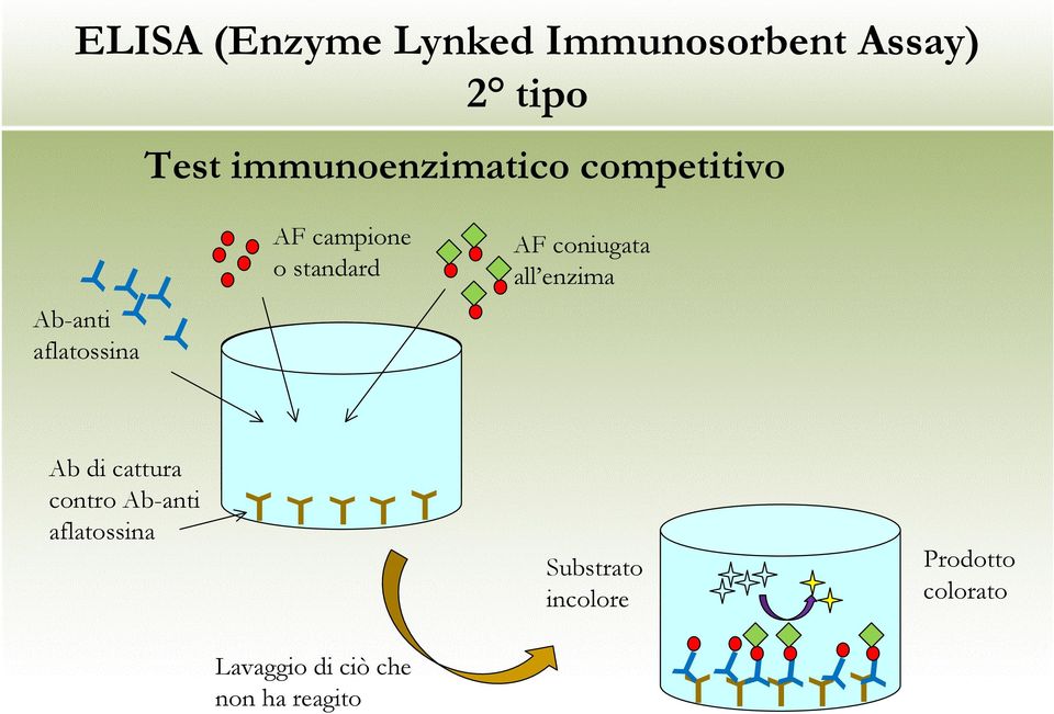 standard AF coniugata all enzima Ab di cattura contro Ab-anti
