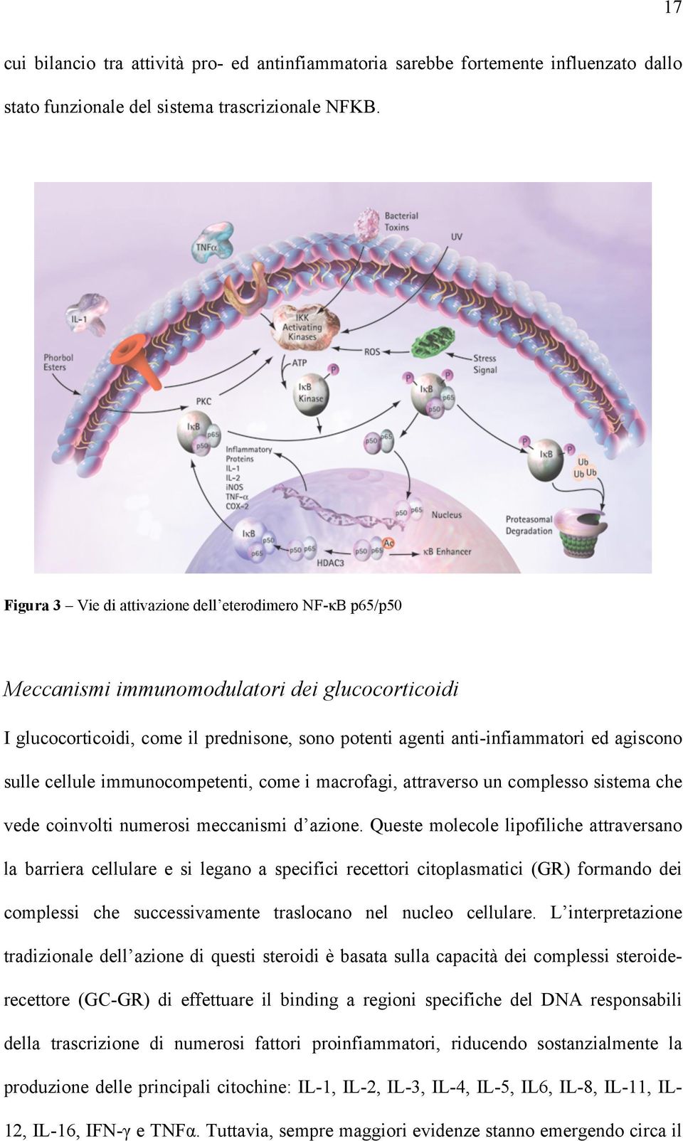 sulle cellule immunocompetenti, come i macrofagi, attraverso un complesso sistema che vede coinvolti numerosi meccanismi d azione.