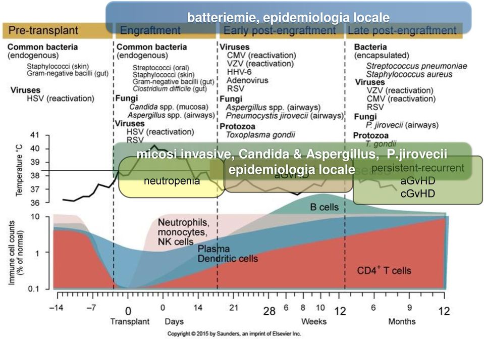 P.jirovecii epidemiologia locale