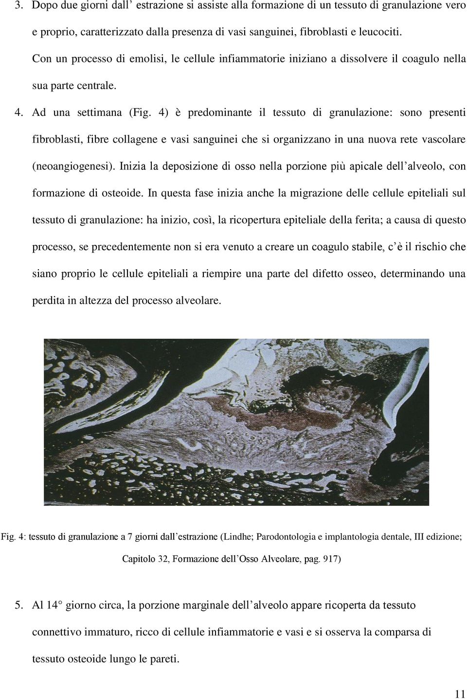 4) è predominante il tessuto di granulazione: sono presenti fibroblasti, fibre collagene e vasi sanguinei che si organizzano in una nuova rete vascolare (neoangiogenesi).