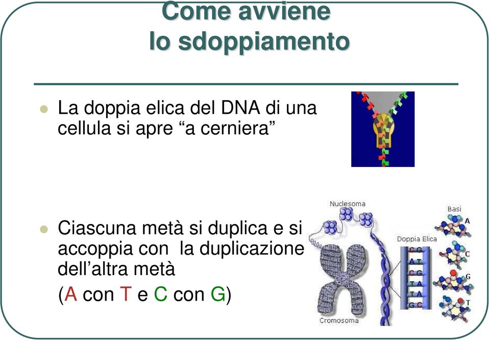 Ciascuna metà si duplica e si accoppia con la