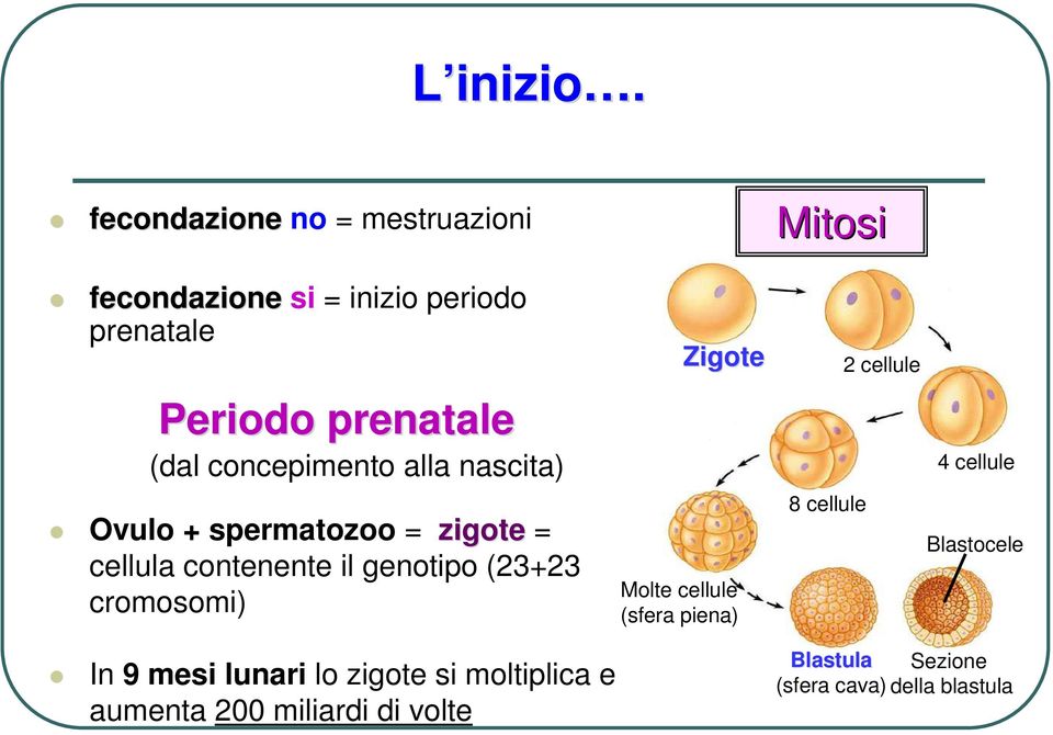 concepimento alla nascita) Ovulo + spermatozoo = zigote = cellula contenente il genotipo (23+23