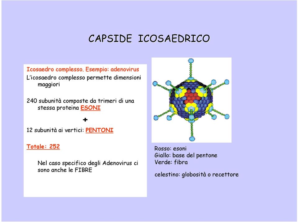 composte da trimeri di una stessa proteina ESONI + 12 subunità ai vertici: PENTONI Totale: