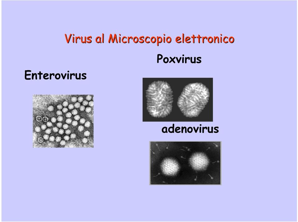 Microscopio