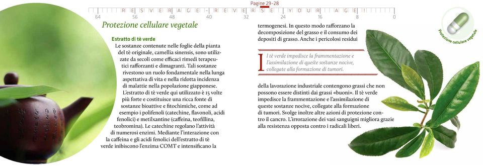 L estratto di tè verde qui utilizzato è 15 volte più forte e costituisce una ricca fonte di sostanze bioattive e fitochimiche, come ad esempio i polifenoli (catechine, flavonoli, acidi fenolici) e