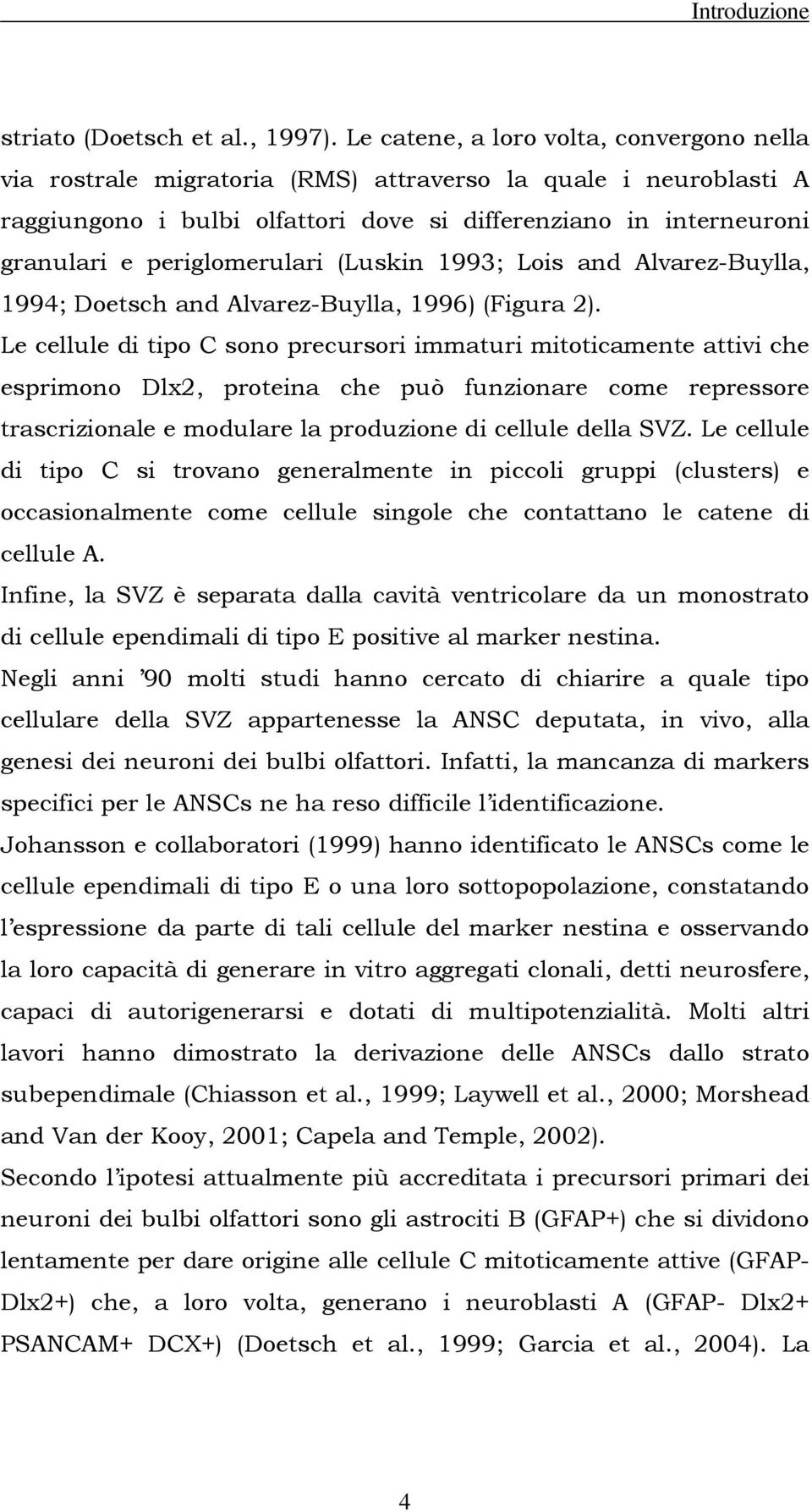 periglomerulari (Luskin 1993; Lois and Alvarez-Buylla, 1994; Doetsch and Alvarez-Buylla, 1996) (Figura 2).