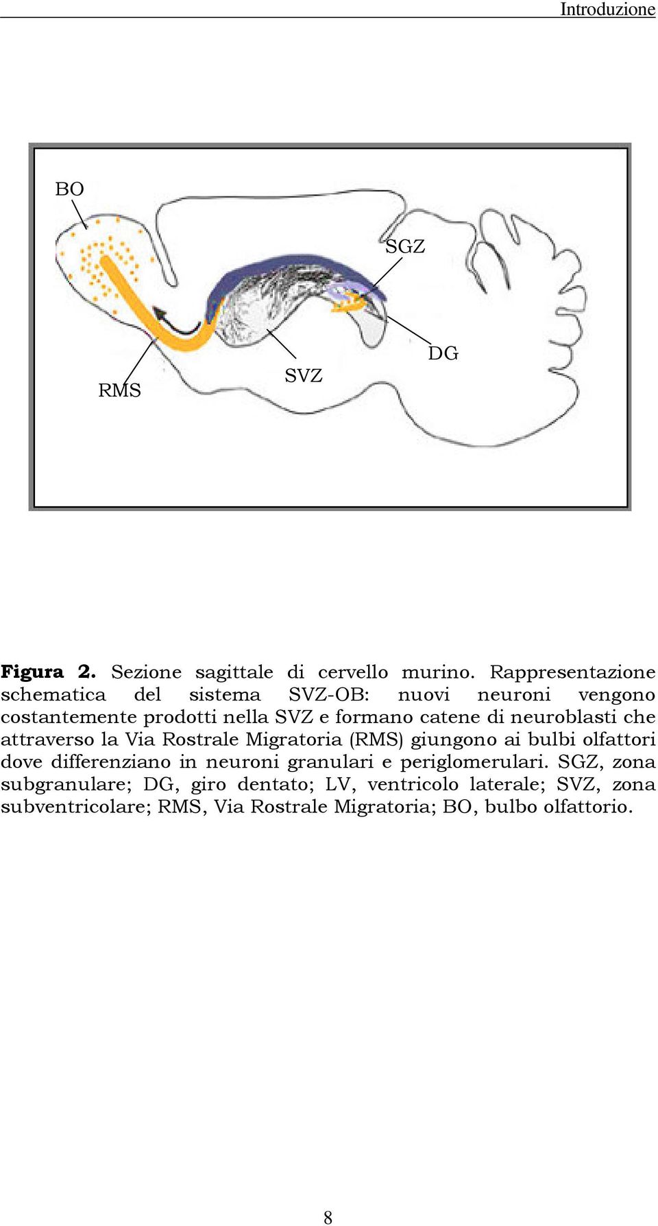 di neuroblasti che attraverso la Via Rostrale Migratoria (RMS) giungono ai bulbi olfattori dove differenziano in neuroni
