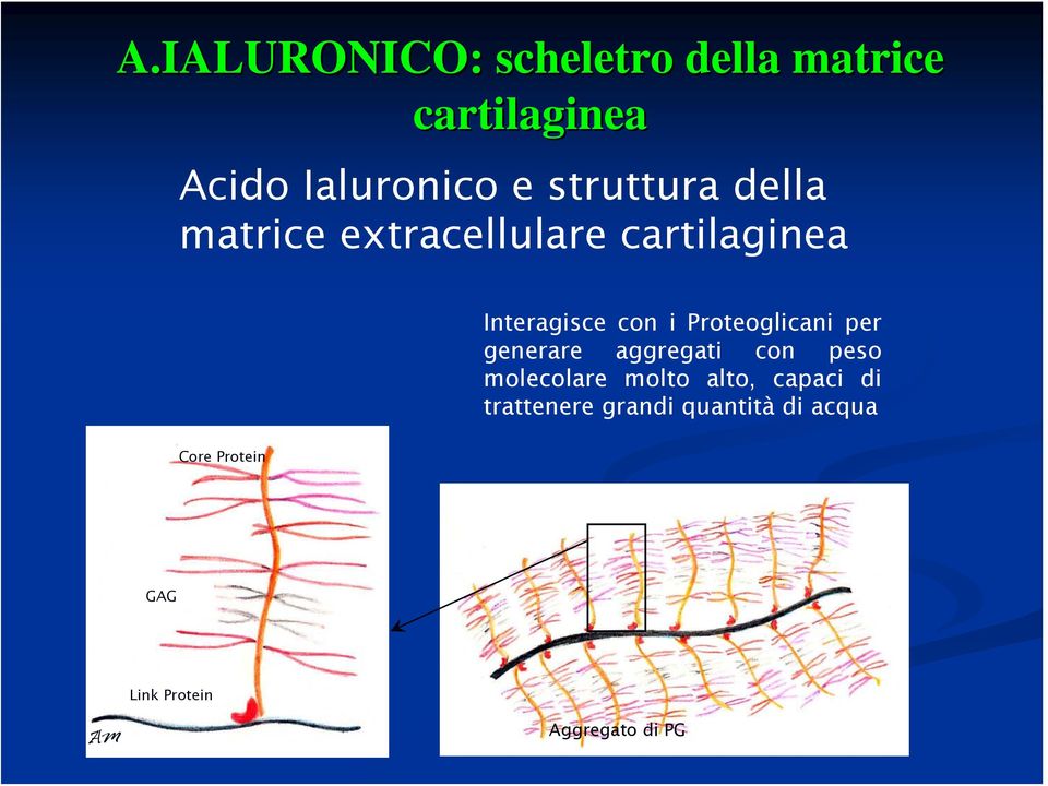 i Proteoglicani per generare aggregati con peso molecolare molto alto, capaci di