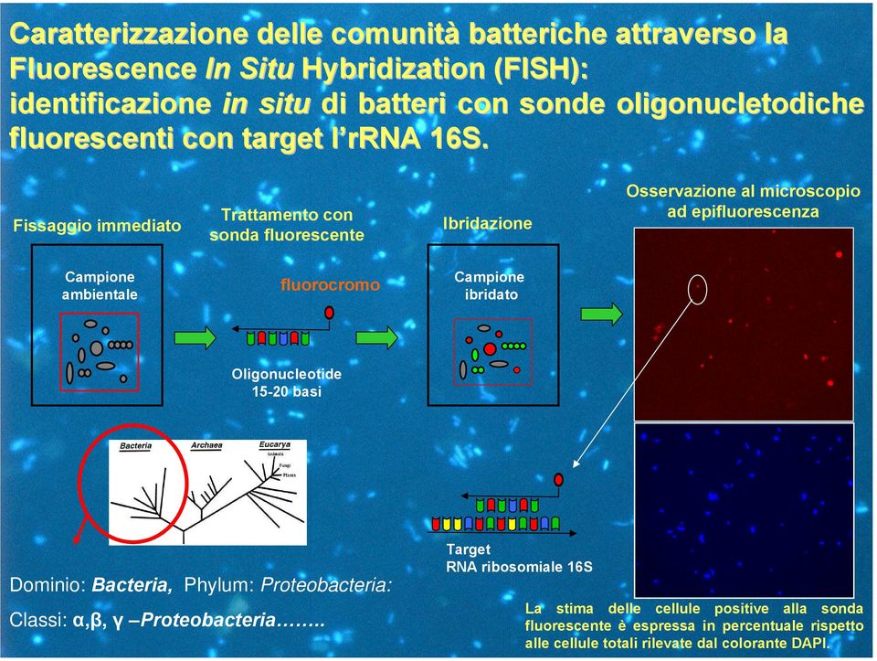 Fissaggio immediato Trattamento con sonda fluorescente Ibridazione Osservazione al microscopio ad epifluorescenza Campione ambientale fluorocromo Campione