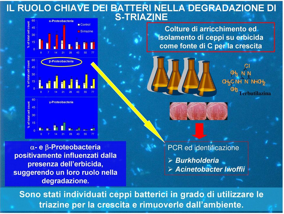 γ-proteobacteria 0 7 14 21 28 43 55 77 Cl CH 3 N N CH 3 C NH N NHCH 2 CH3 Terbutilazina α- e β-proteobacteria positivamente influenzati dalla presenza dell erbicida, suggerendo un loro