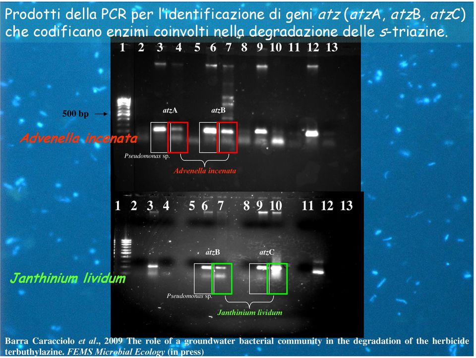 FEMS Microbial Ecology (in press) Prodotti della PCR per l identificazione di geni atz (atza, atzb, atzc) che codificano