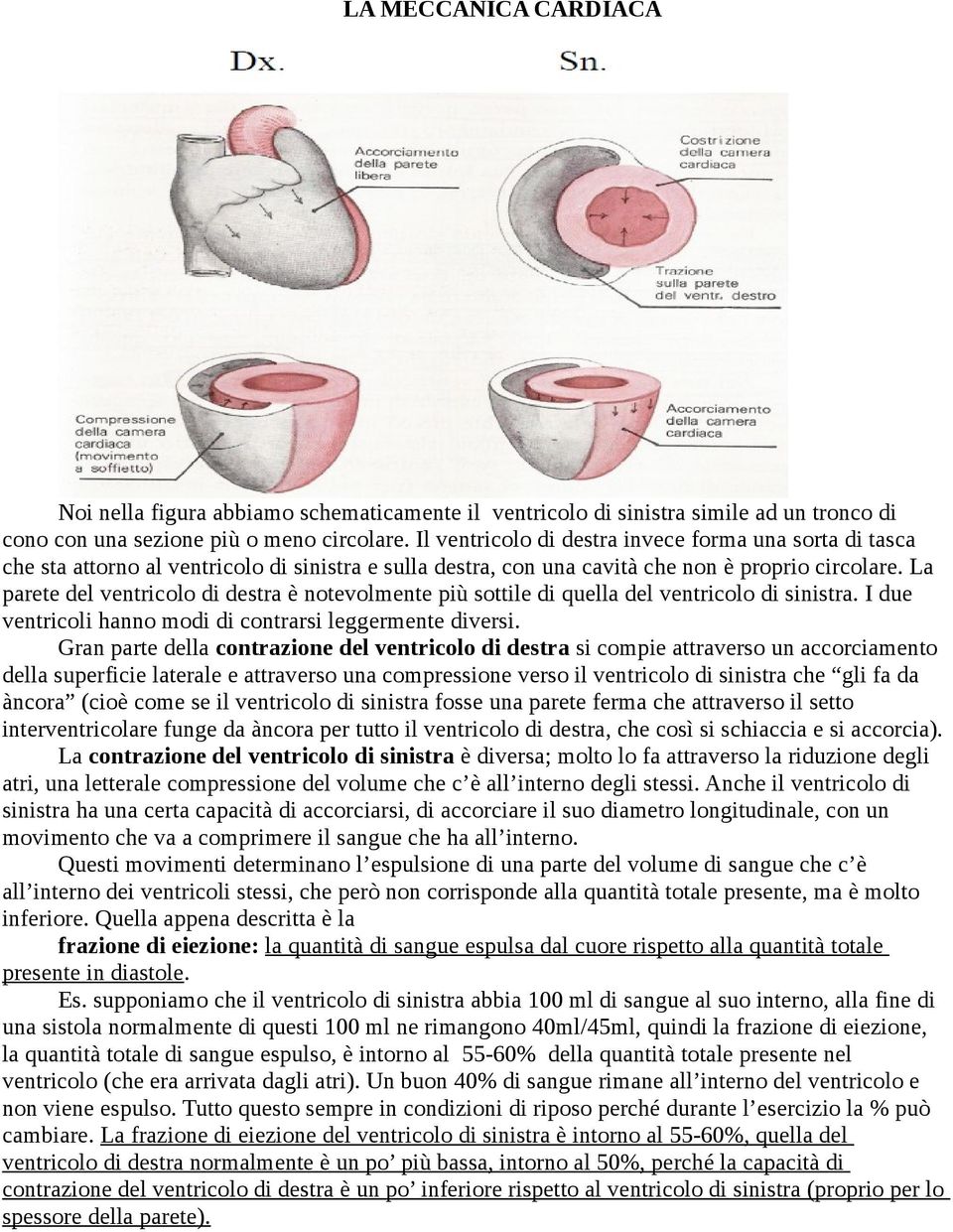 La parete del ventricolo di destra è notevolmente più sottile di quella del ventricolo di sinistra. I due ventricoli hanno modi di contrarsi leggermente diversi.