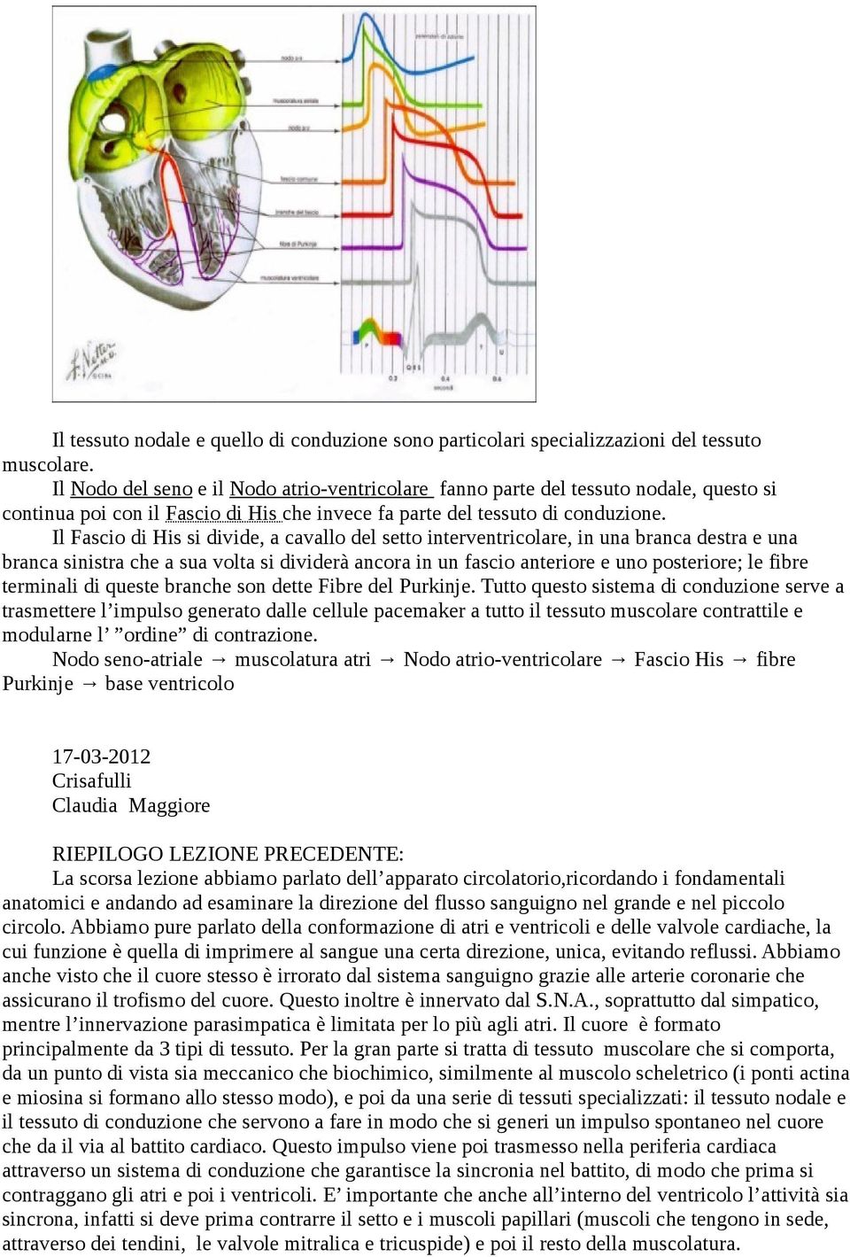 Il Fascio di His si divide, a cavallo del setto interventricolare, in una branca destra e una branca sinistra che a sua volta si dividerà ancora in un fascio anteriore e uno posteriore; le fibre