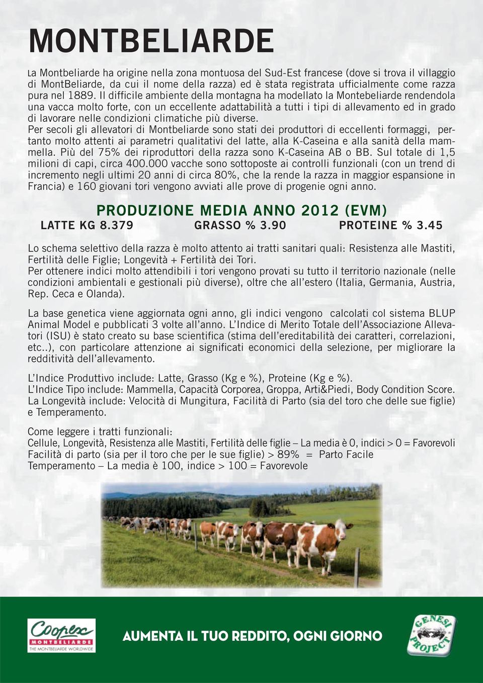 Il difficile ambiente della montagna ha modellato la Montebeliarde rendendola una vacca molto forte, con un eccellente adattabilità a tutti i tipi di allevamento ed in grado di lavorare nelle