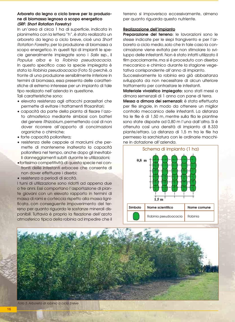 In questi tipi di impianti le specie generalmente impiegate sono i Salix ssp., il Populus alba e la Robinia pseudoacacia.